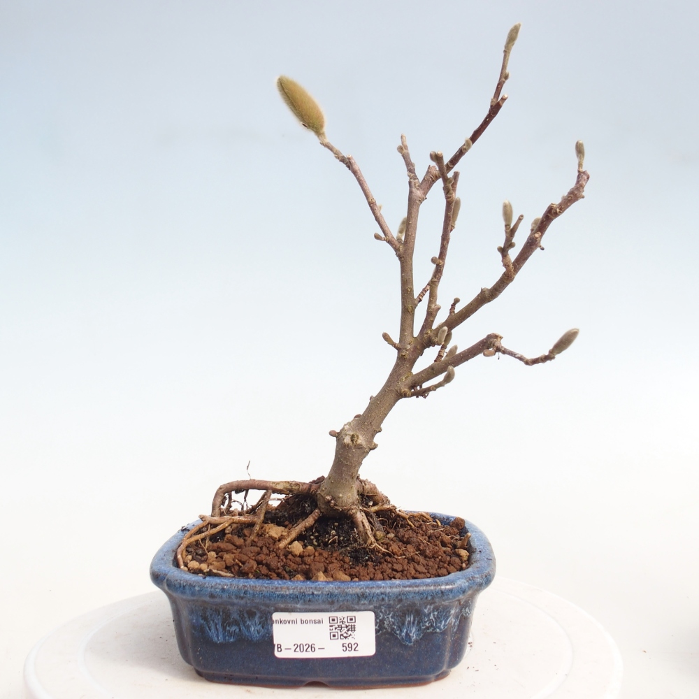 Bonsai für draußen - Magnolia stellata