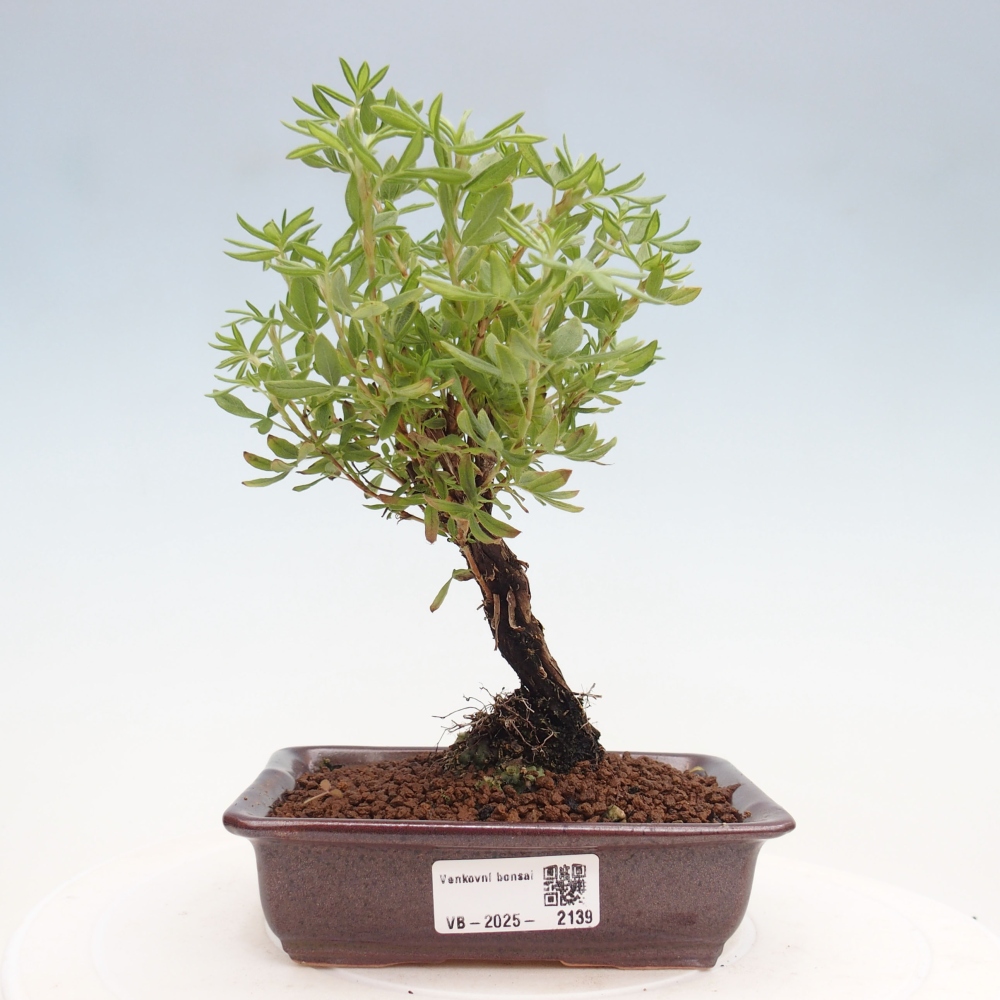 Outdoor-Bonsai-Fingerkraut - Potentila fruticosa gelber Vogel