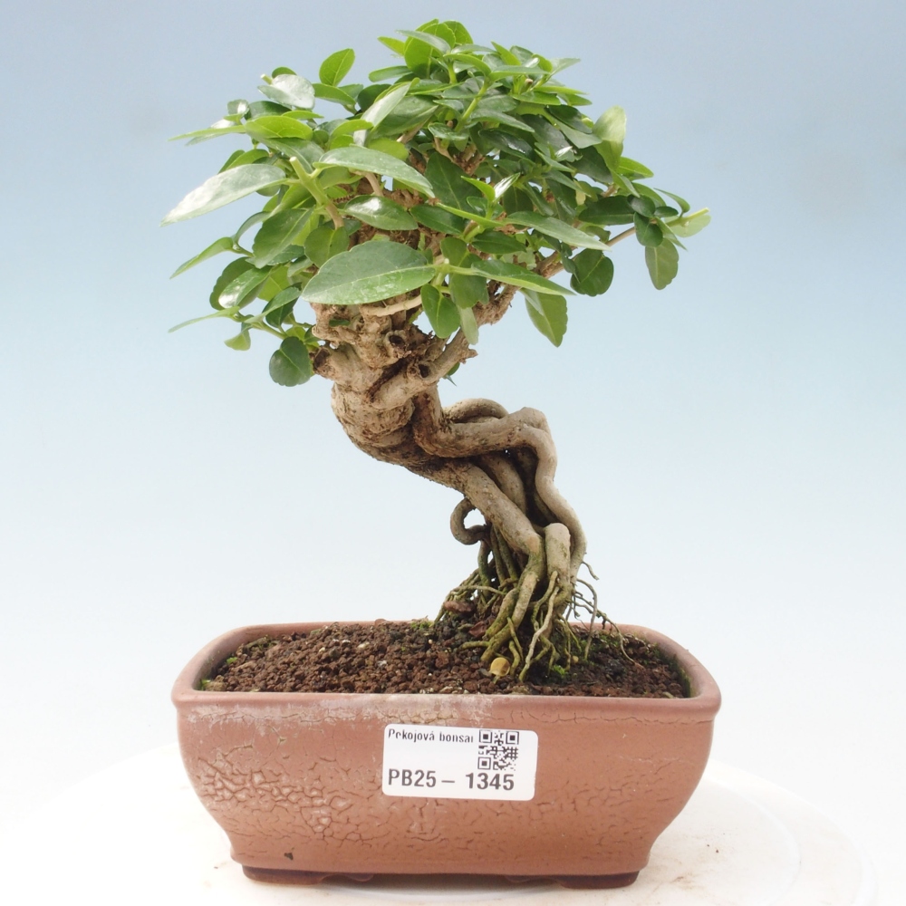 Zimmerbonsai - Premna serratifolia - Kozlovon kleinblättrig