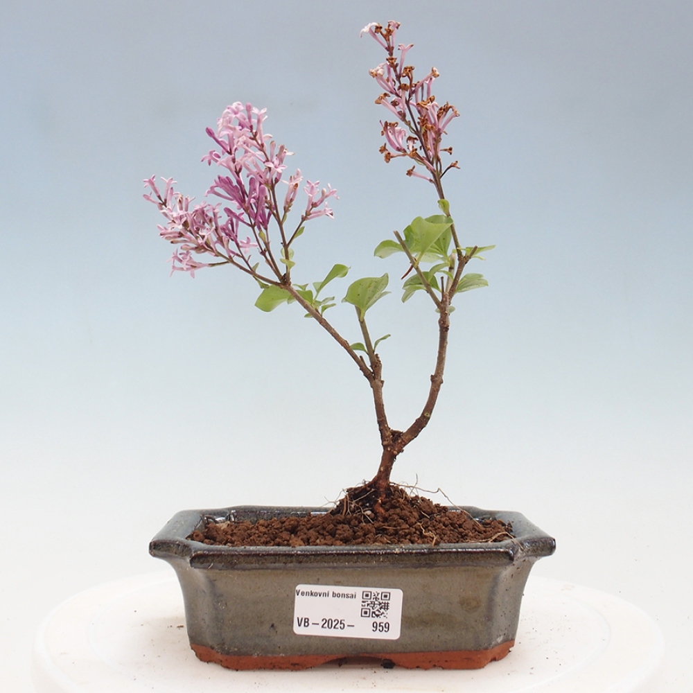 Bonsai im Freien – Syringa Meyeri Palibin – Meyers Flieder