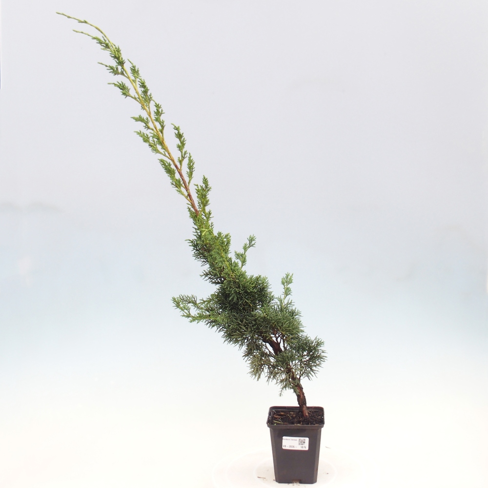 Bonsai für draußen - Juniperus chinensis Kishu