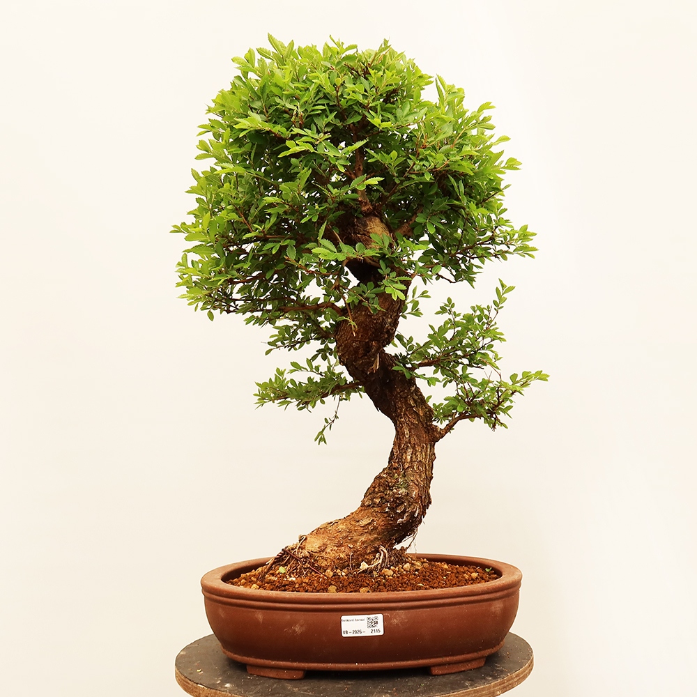 Bonsai im Freien - Zelkova - Zelkova NIRE
