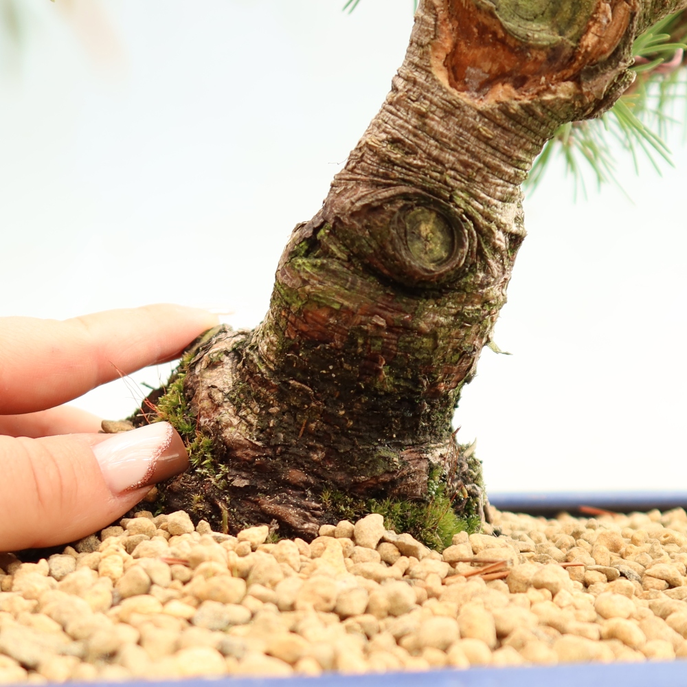 Bonsai für den Außenbereich – Pinus mugo Humpy – Zwergkiefer