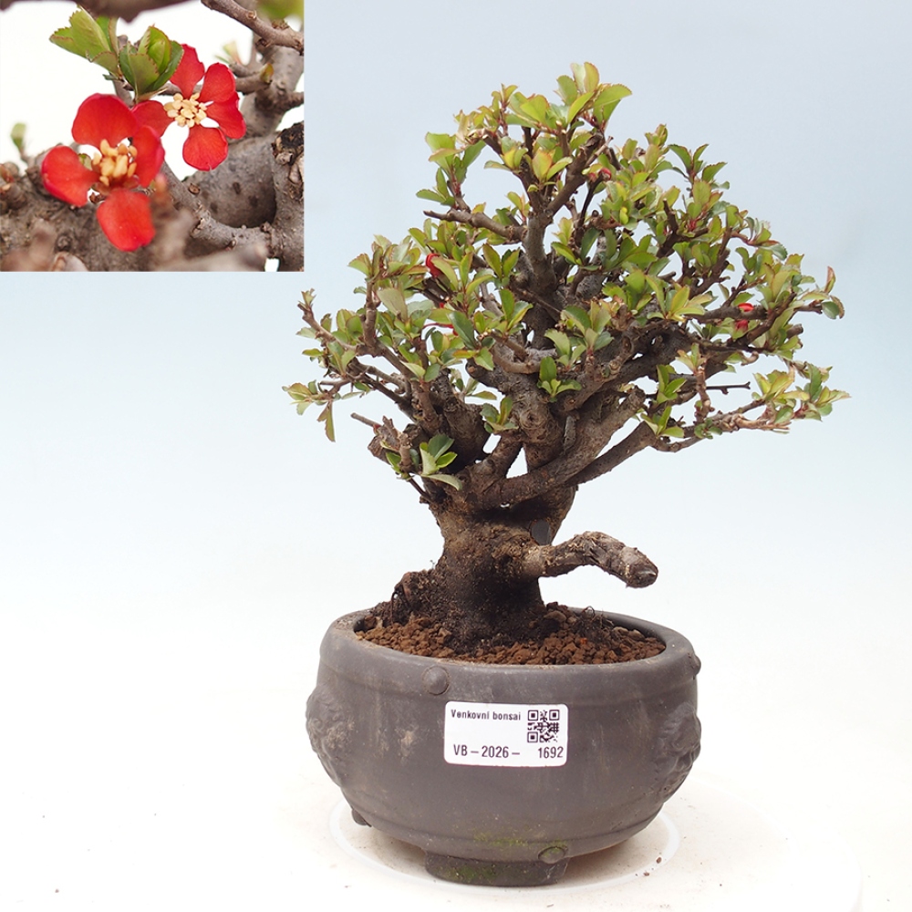 Bonsai für draußen - Chaneomeles speciosa - Quitte