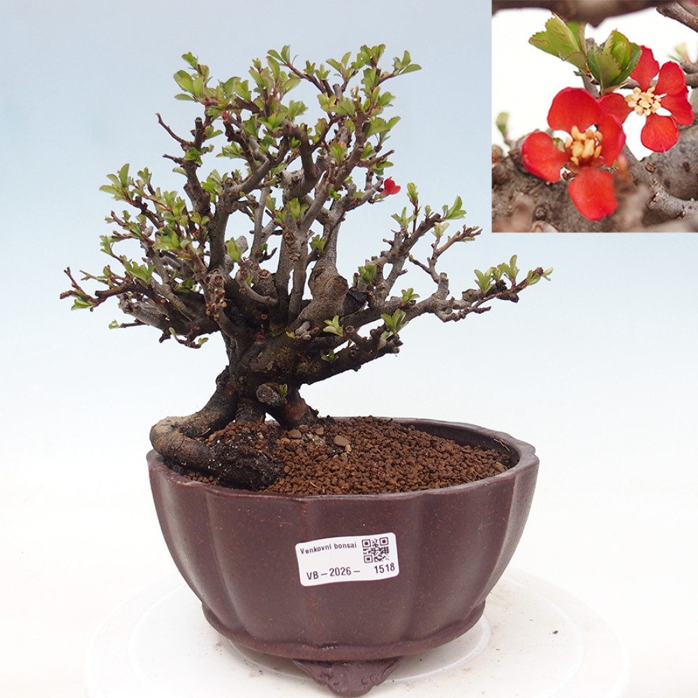 Bonsai für draußen - Chaneomeles speciosa - Quitte