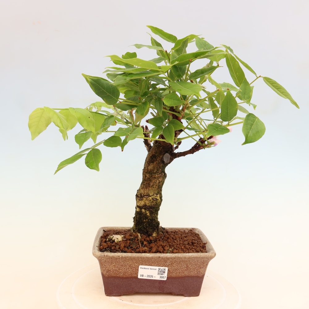 Bonsai für draußen - Wisteria floribunda