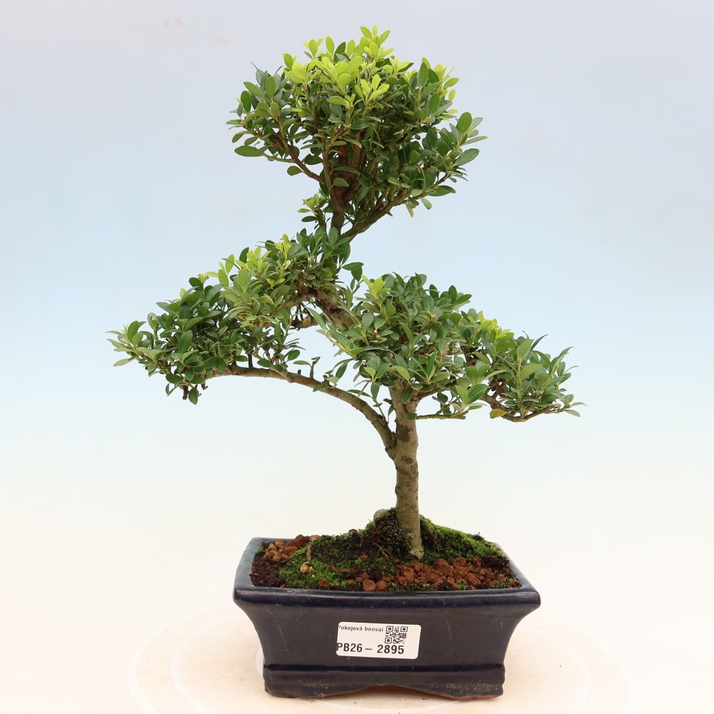Zimmer Bonsai - Ilex crenata - Stechpalme