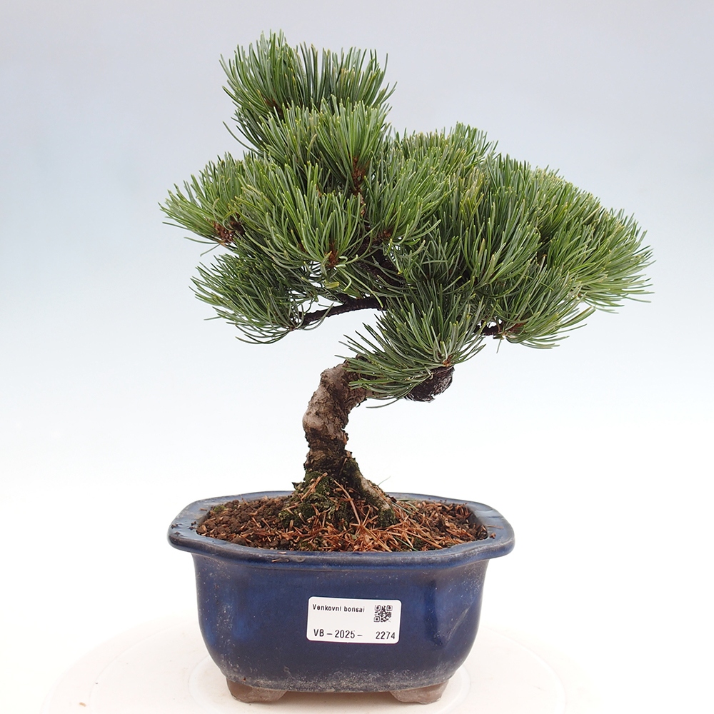 Bonsai im Freien - Pinus parviflora - kleine Kiefer