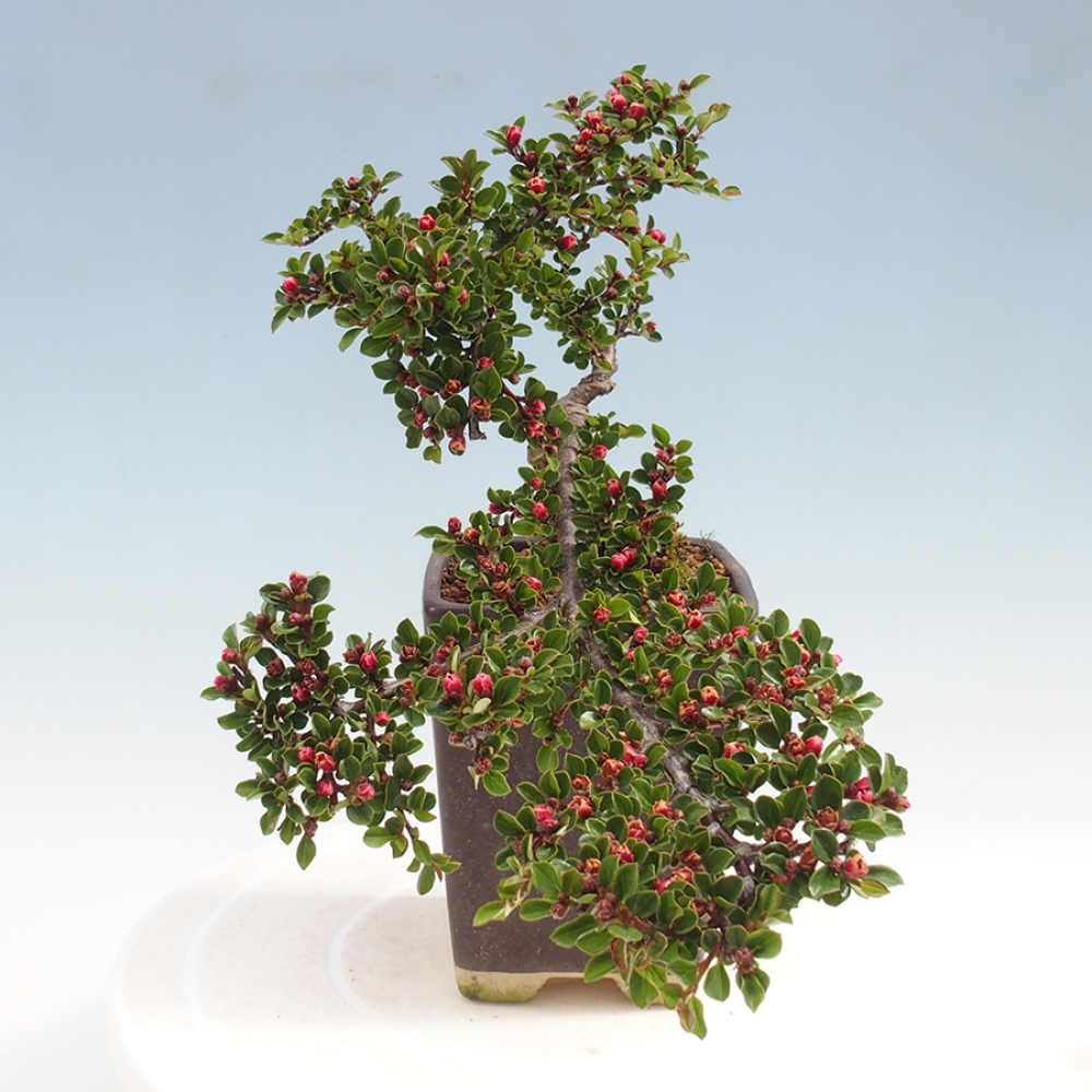 Bonsai im Freien - Cotoneaster horizontalis - Felsenbaum