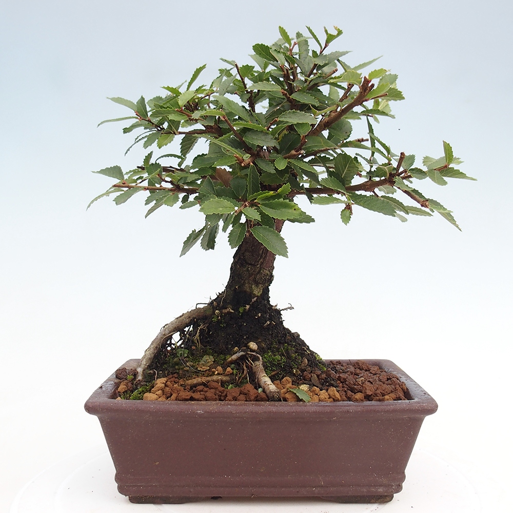 Bonsai im Freien - Zelkova - Zelkova NIRE