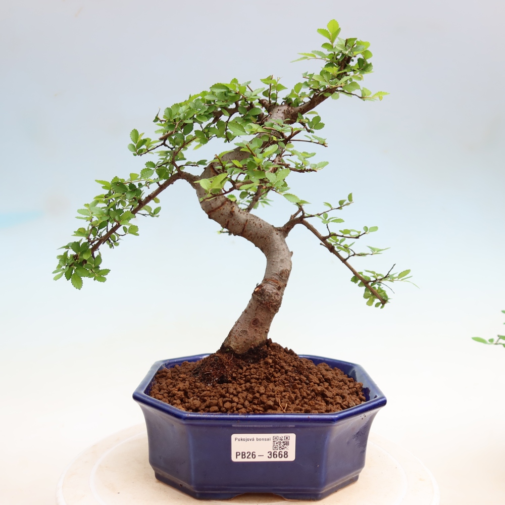 Zimmerbonsai - Ulmus parvifolia - Kleinblättrige Ulme