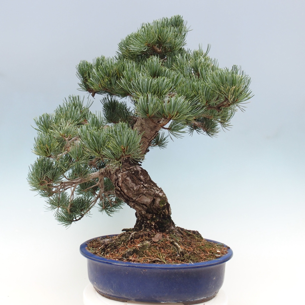 Bonsai im Freien - Pinus parviflora - kleine Kiefer