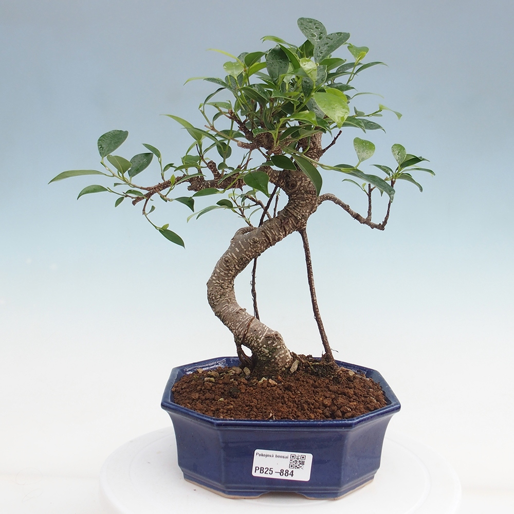 Indoor-Bonsai - Ficus retusa - kleiner Ficus