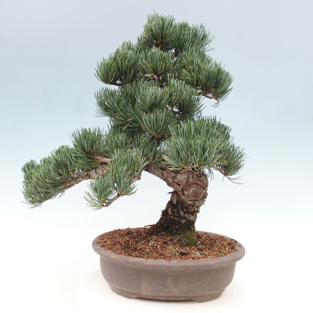 Bonsai im Freien - Pinus parviflora - kleine Kiefer