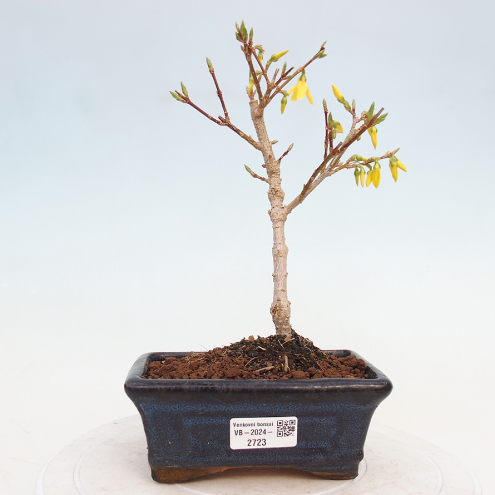 Bonsai im Freien - Forsythie - Forsythia intermedia 