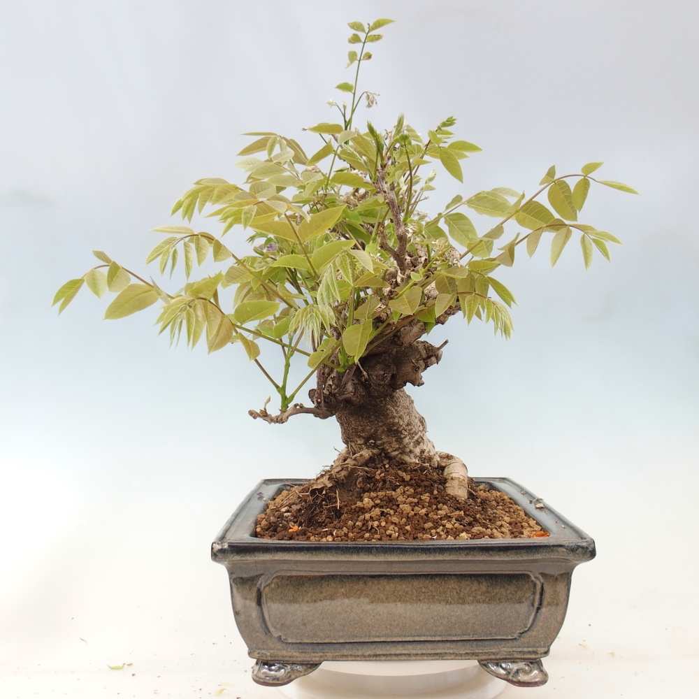 Bonsai für draußen - Wisteria floribunda