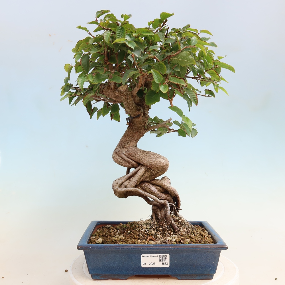 Bonsai für draußen -Carpinus CARPINOIDES - Koreanische Hainbuche