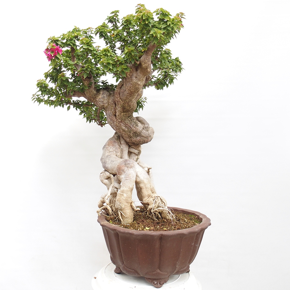 Zimmerbonsai - Bouganwilea