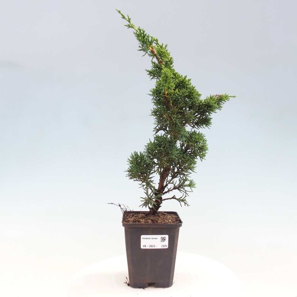 Outdoor-Bonsai - Juniperus chinensis Kishu - Chinesischer Wacholder