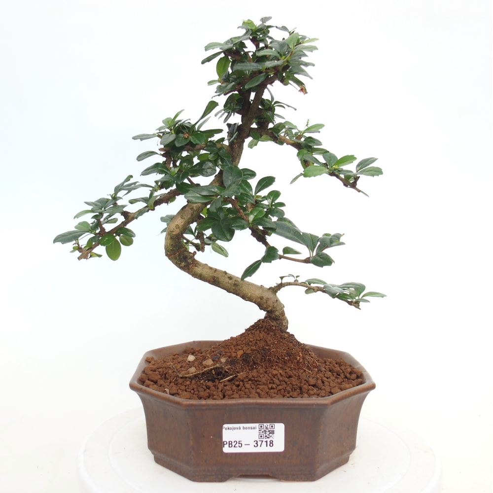Zimmer-Bonsai - Carmona macrophylla - Tee-Fuki
