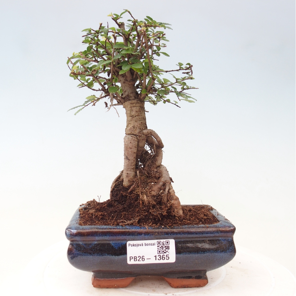 Zimmerbonsai - Ulmus parvifolia - Kleinblättrige Ulme