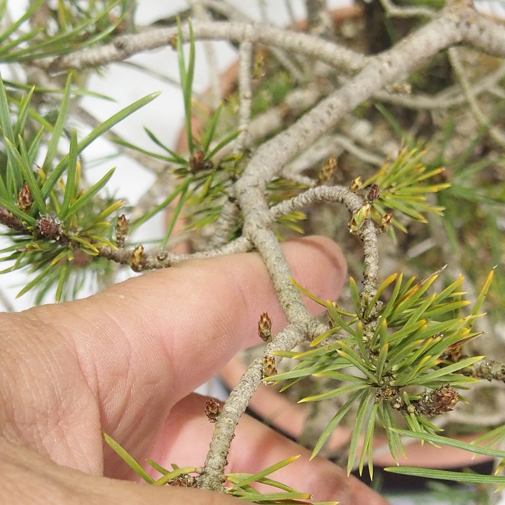 Yamadori - Pinus sylvestris 