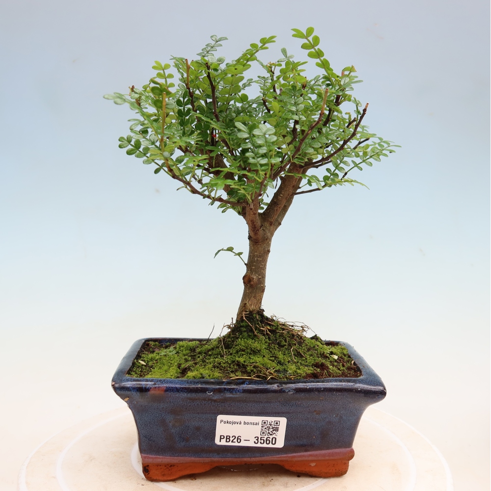 Zimmer Bonsai - Zantoxylum piperitum - Pfefferbaum