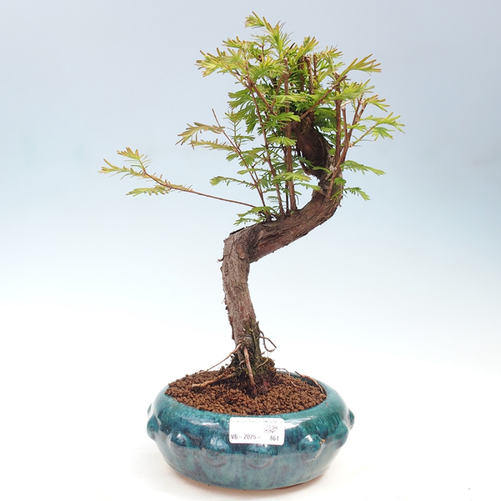Bonsai im Freien - Metasequoia glyptostroboides - Chinesischer Metasequoia