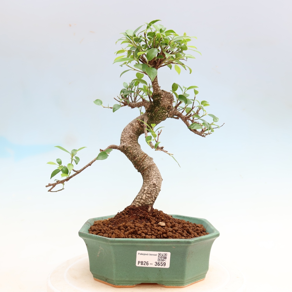 Zimmerbonsai - Ficus kimmen - Kleinblättriger Ficus