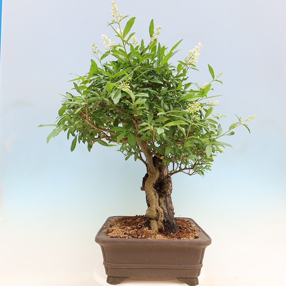 Bonsai für draußen - Ligustrum vulgare - Vogelschnabel