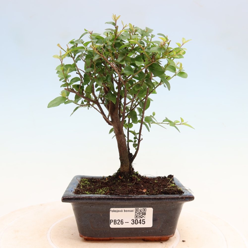Zimmer Bonsai - Sageretia thea - Sageretia thea