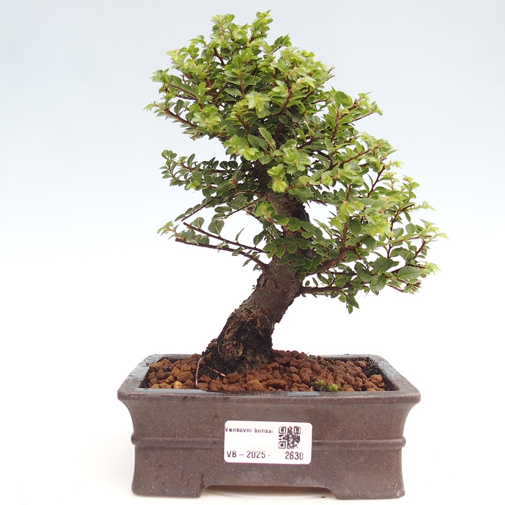 Bonsai im Freien - Ulmus parvifolia Hokkaido - Chinesische Ulme