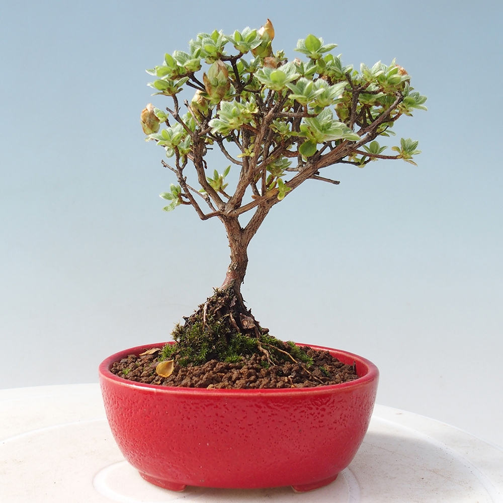 Outdoor-Bonsai - Rododendron indicum - Japanische Azalee