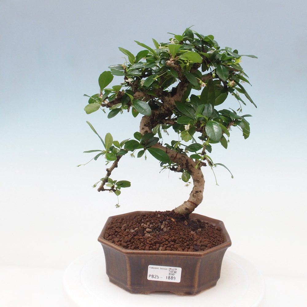 Zimmer Bonsai - Carmona macrophylla - Tea Fuki