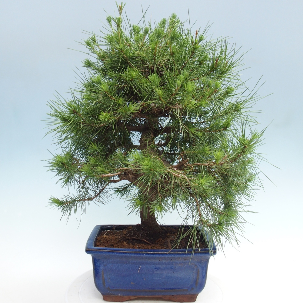 Zimmer Bonsai-Pinus halepensis-Kiefer von Aleppo