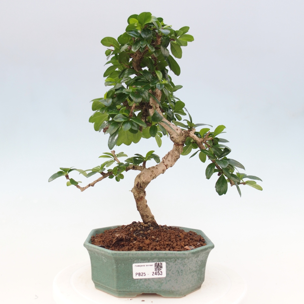 Zimmer Bonsai - Carmona macrophylla - Tea Fuki