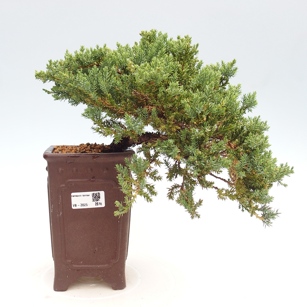 Bonsai im Freien - Juniperus procumbens - Niedergeworfener Wacholder