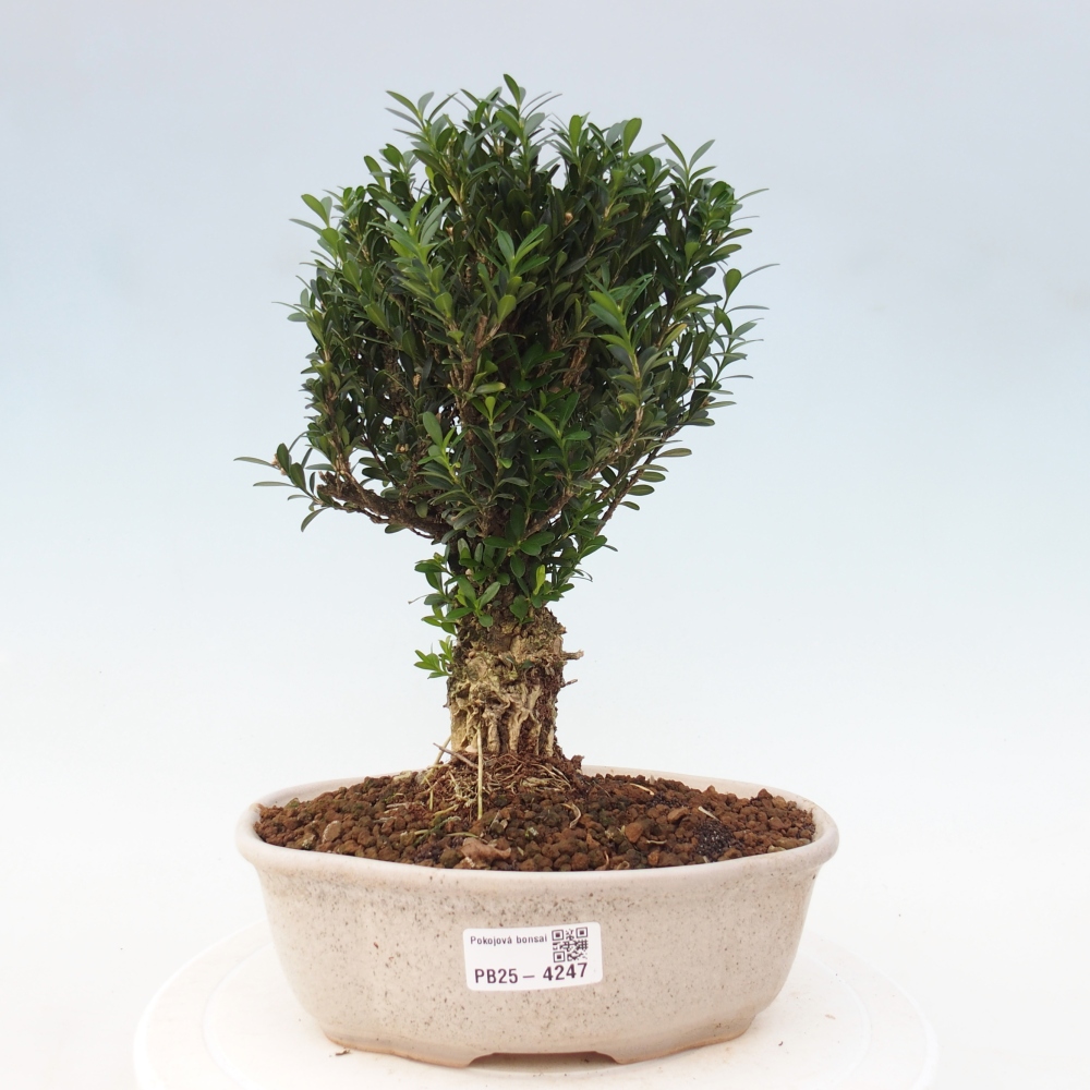 Zimmer Bonsai - Buxus harlandii - Korkbuxus