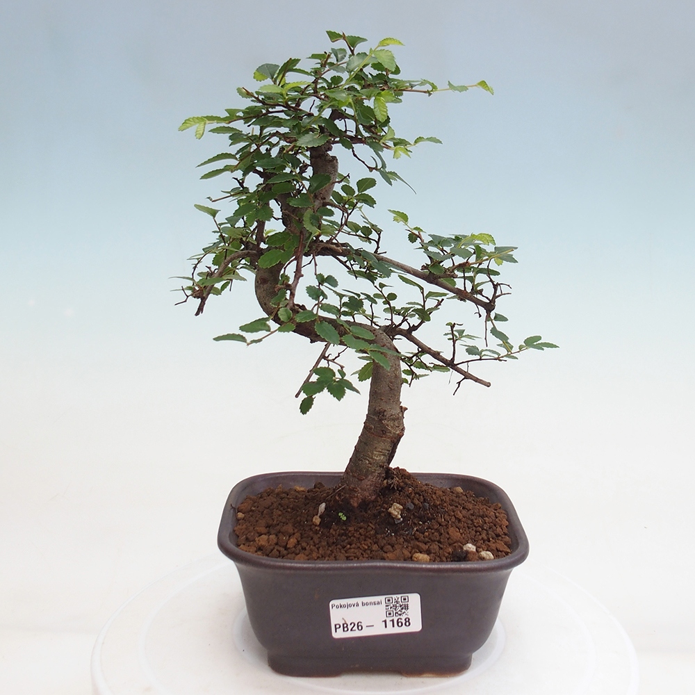 Zimmerbonsai - Ulmus parvifolia - Kleinblättrige Ulme