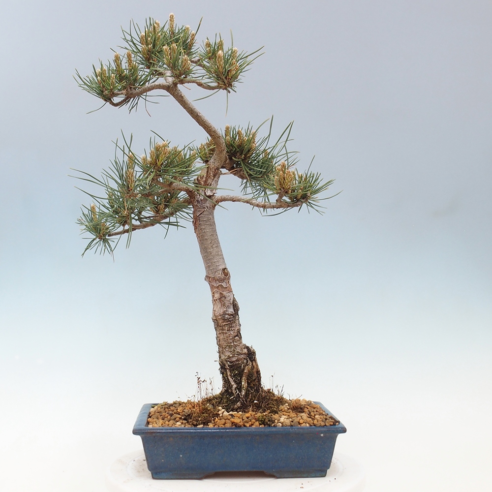Bonsai im Freien - Pinus Sylvestris - Waldkiefer
