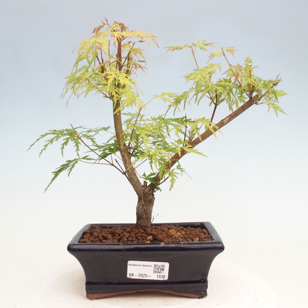 Bonsai im Freien - Acer palmatum Dissectum - japanischer Ahorn 