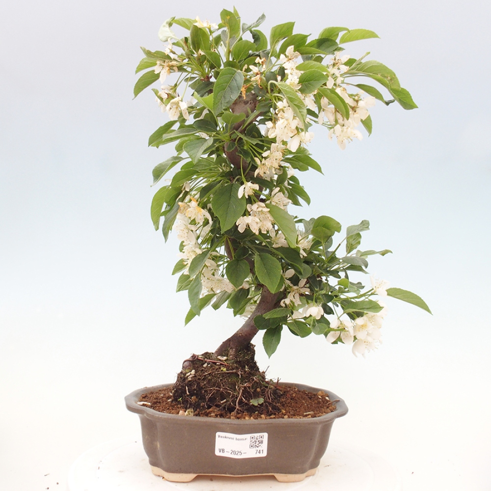 Freilandbonsai - Malus sargentii - Kleinfruchtiger Apfelbaum