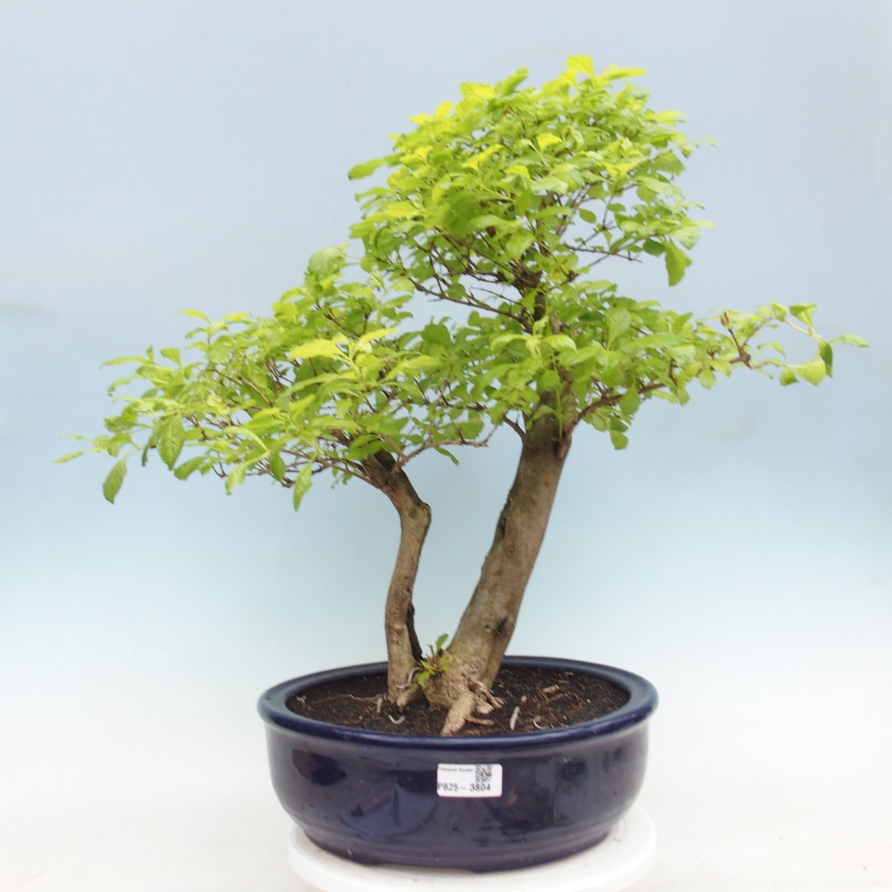 Zimmerbonsai - Duranta erecta Aurea
