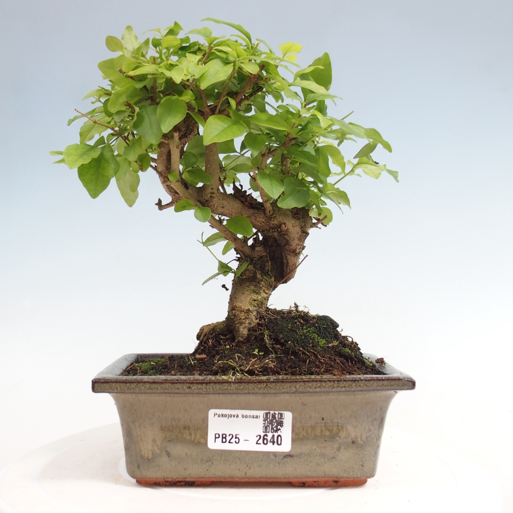 Zimmerbonsai - Ligustrum chinensis - Vogelperspektive