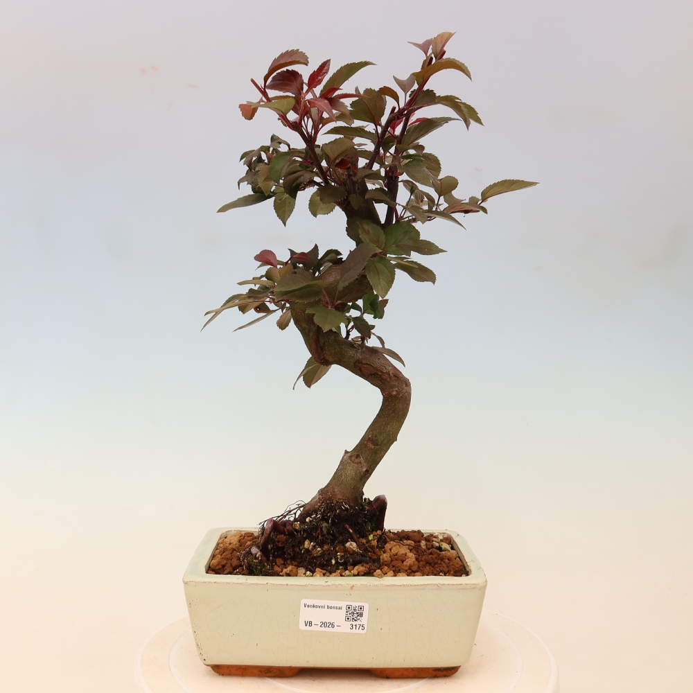Outdoor-Bonsai -Malus domestica - Kleinfrüchtiger rotblättriger Apfelbaum