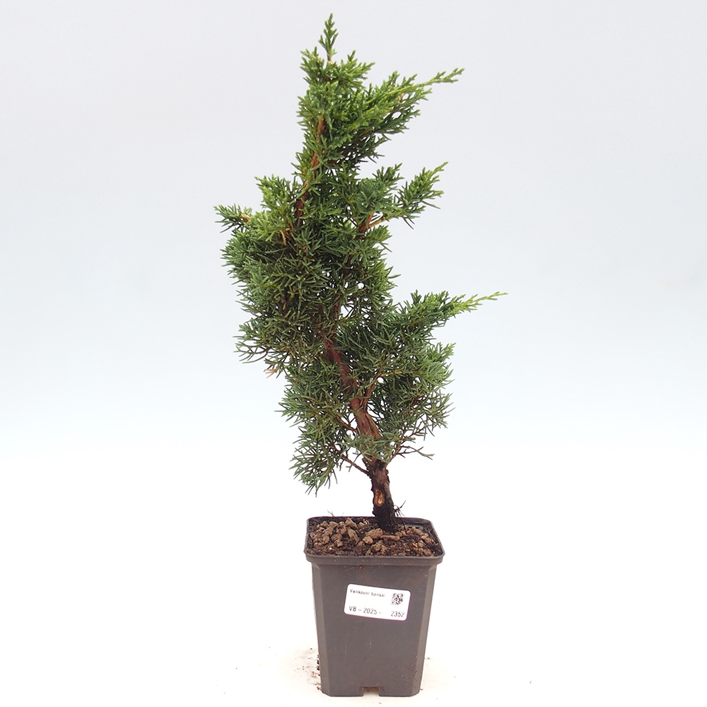 Outdoor-Bonsai - Juniperus chinensis Kishu - Chinesischer Wacholder