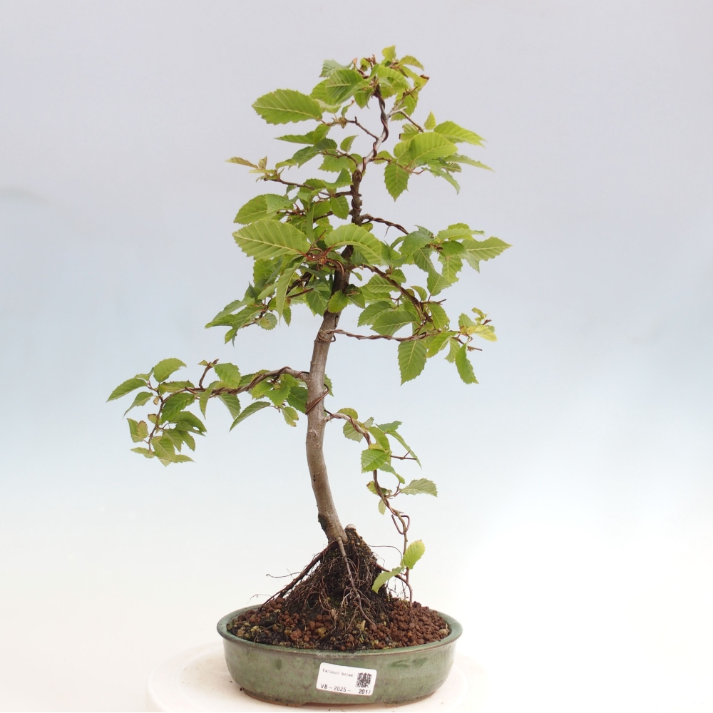 Bonsai im Freien - Hainbuche - Carpinus betulus