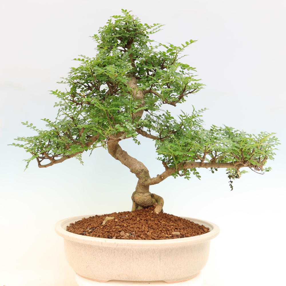 Zimmer Bonsai - Zantoxylum piperitum - Pfefferbaum