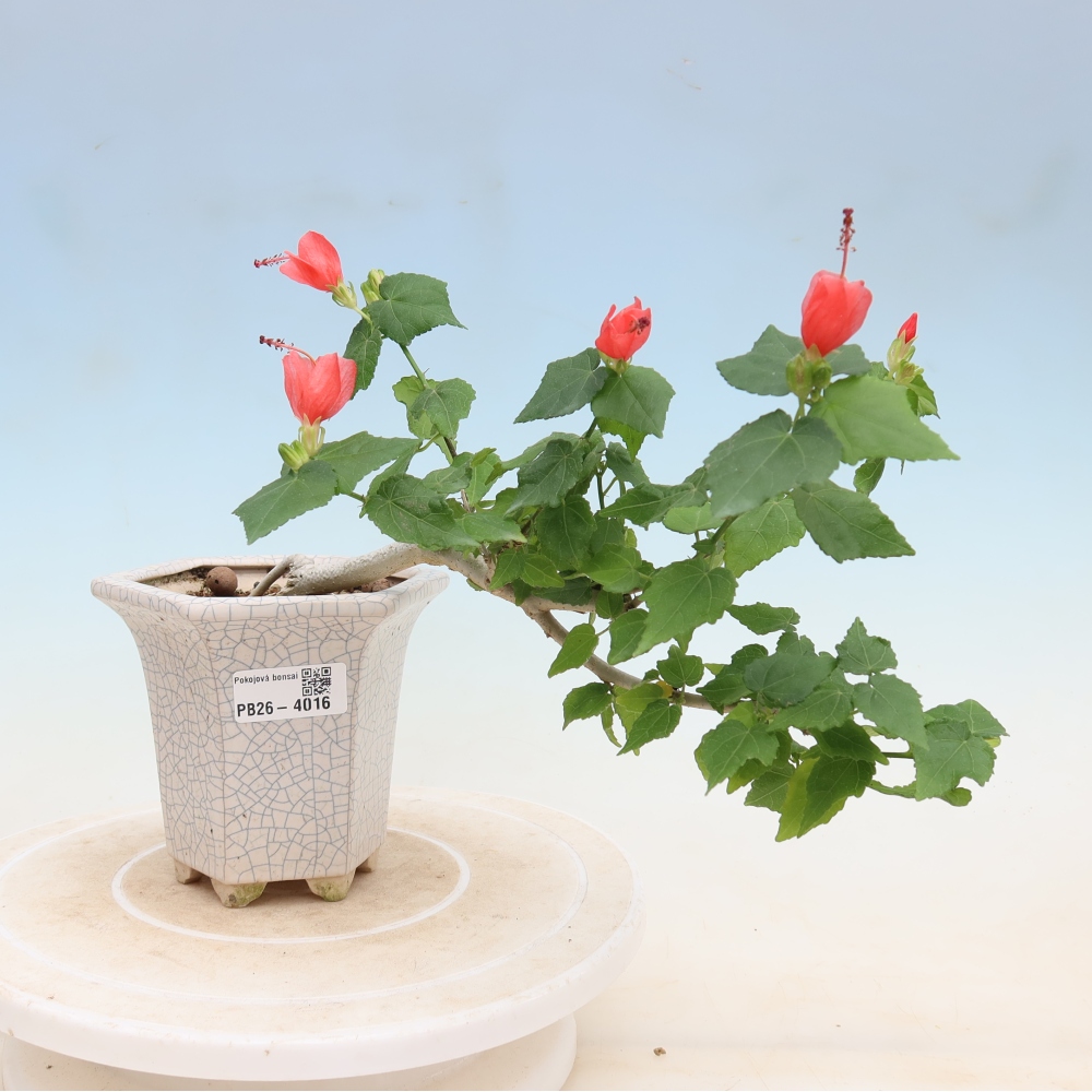 Zimmerbonsai - Malvaviscus arboreus