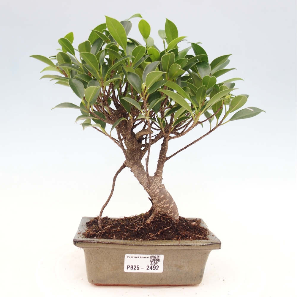 Zimmerbonsai - Ficus retusa - kleinblättriger Ficus